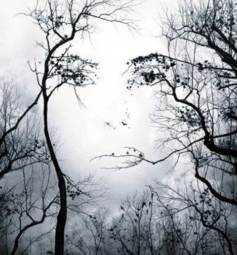 face-in-trees-illusion.jpg