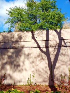 Verrückter Baum Verrückter Baum