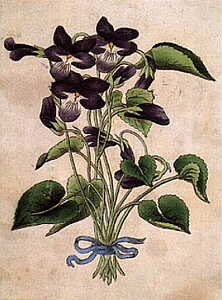 blumengesichter