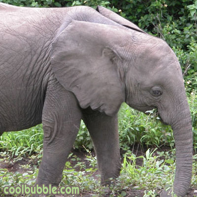 Elefant