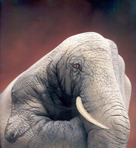Elefant oder Hand?