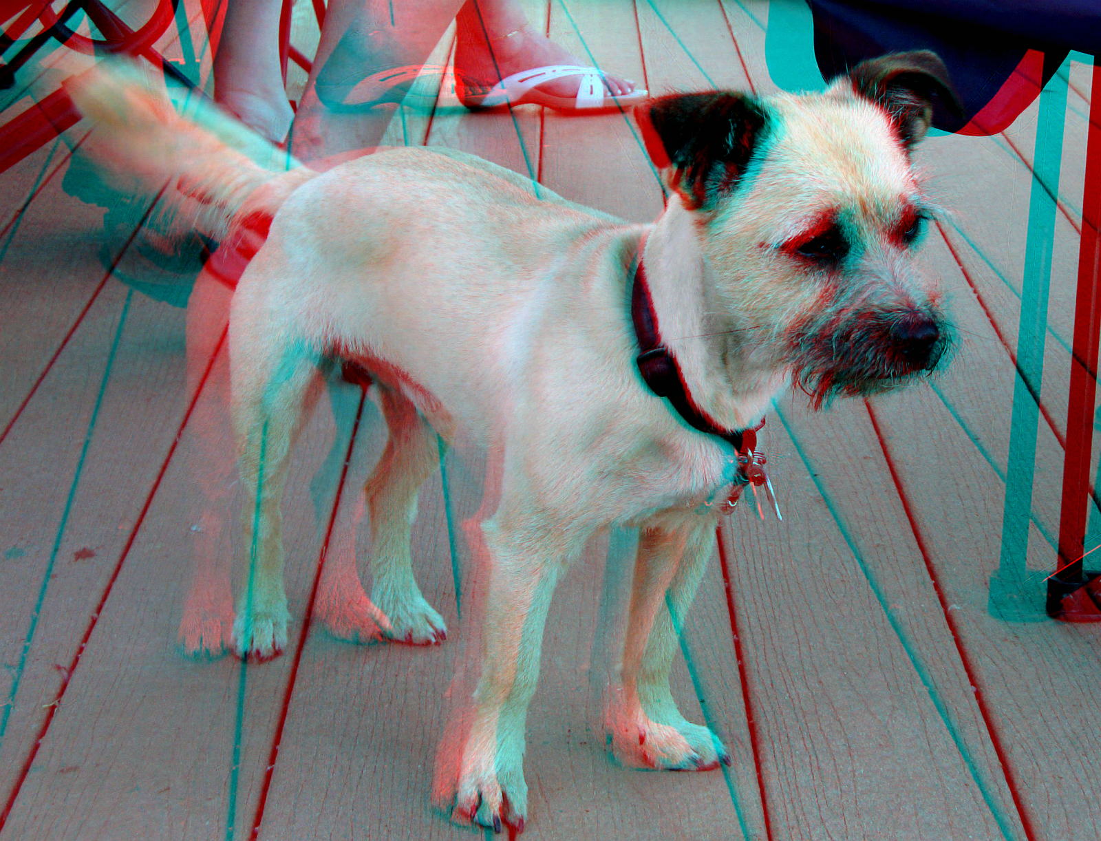 3D-Hund