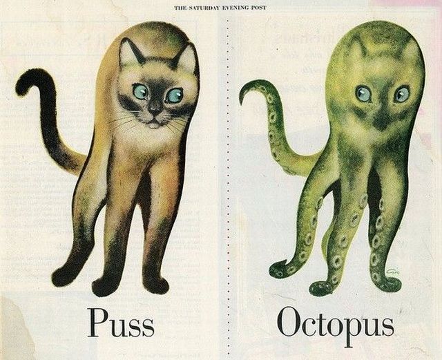 Puss or Octopus