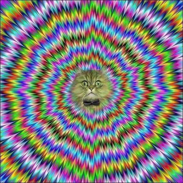 flicker-cat