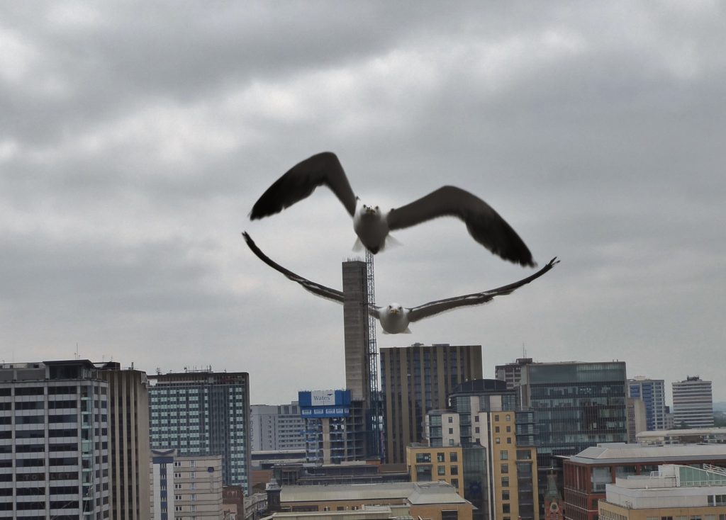 Big Bird over Birmingham