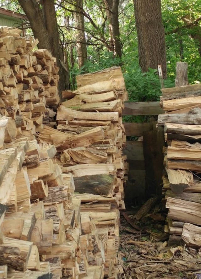 Katze/Holzstapel